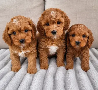 mini cavapoo puppies (cavalier King Charles X toy poodle), View more