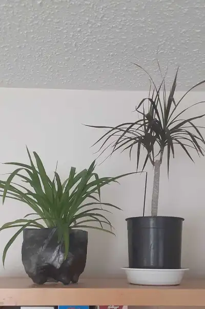 dragon tree ~ $10, View more