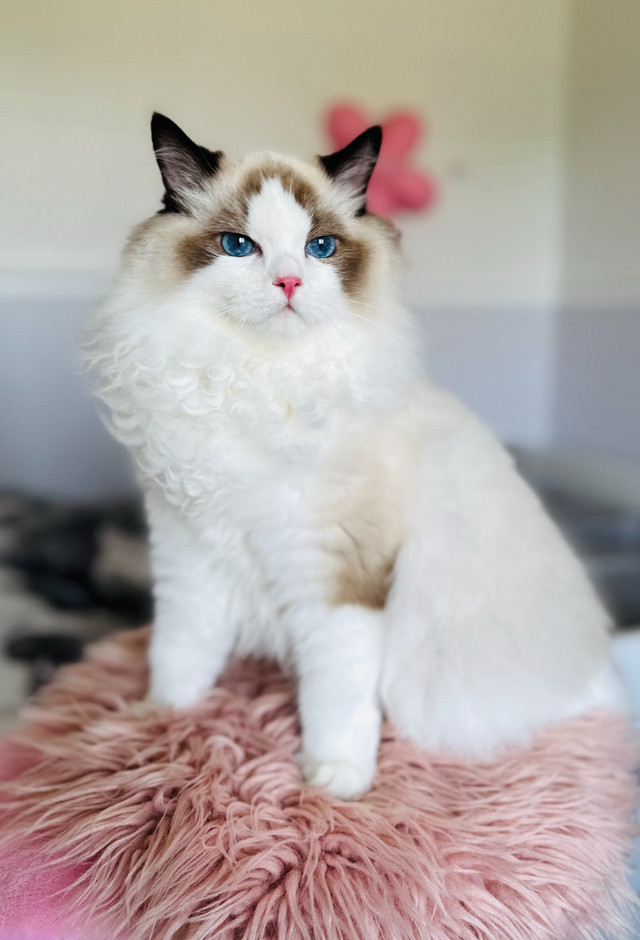 Chatons❤️Ragdoll ( pure race )❤️Scottish straights (pure race)❤️ dans Chats et chatons à adopter  à Laval/Rive Nord - Image 2