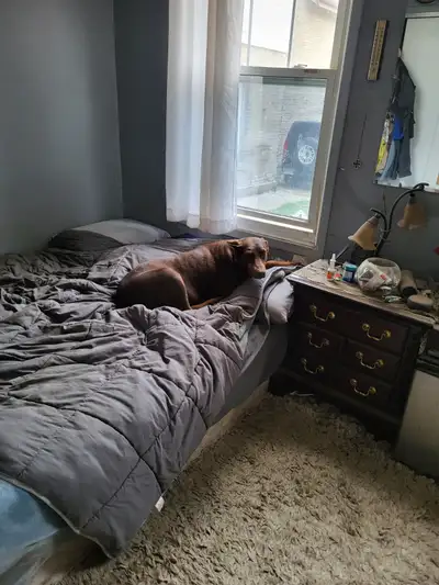 I didnt want to rent a room but my mortgage got up to high. I need someone thats ok with 2 big dogs...