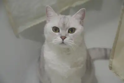 Scottish Straight - Almost 6 years, View more