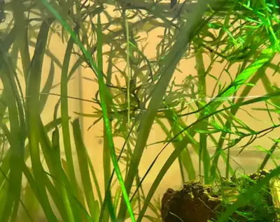 guppy grass (aquarium plant) SALE, View more