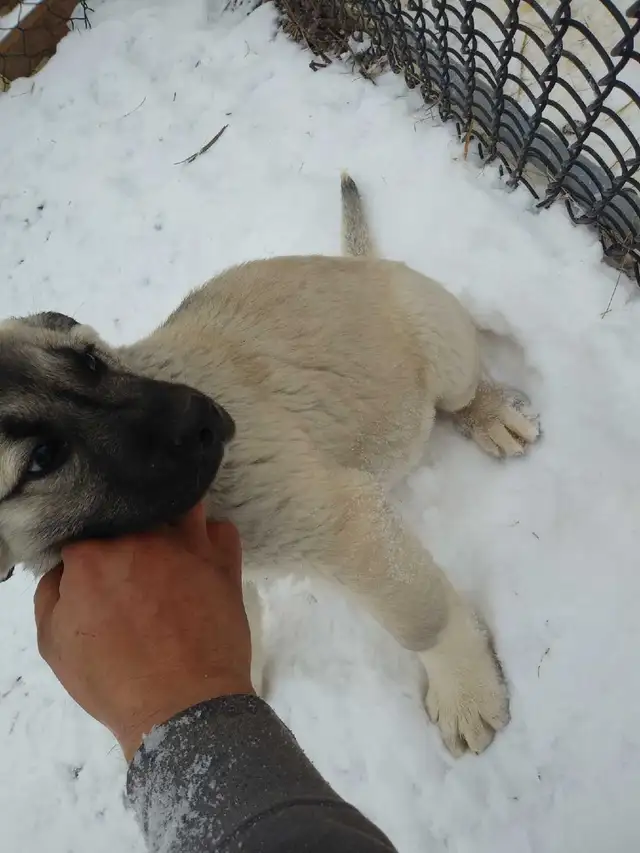 pyranesse Labrador puppies in Dogs & Puppies for Rehoming in Moncton - Image 3