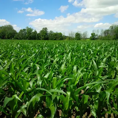Looking for farm land to rent In Durham and York region. Corn/soybean rotation. Competitive rates pa...