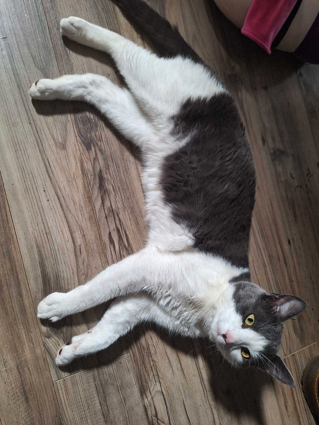 Grio Cat in Cats & Kittens for Rehoming in Moncton - Image 4