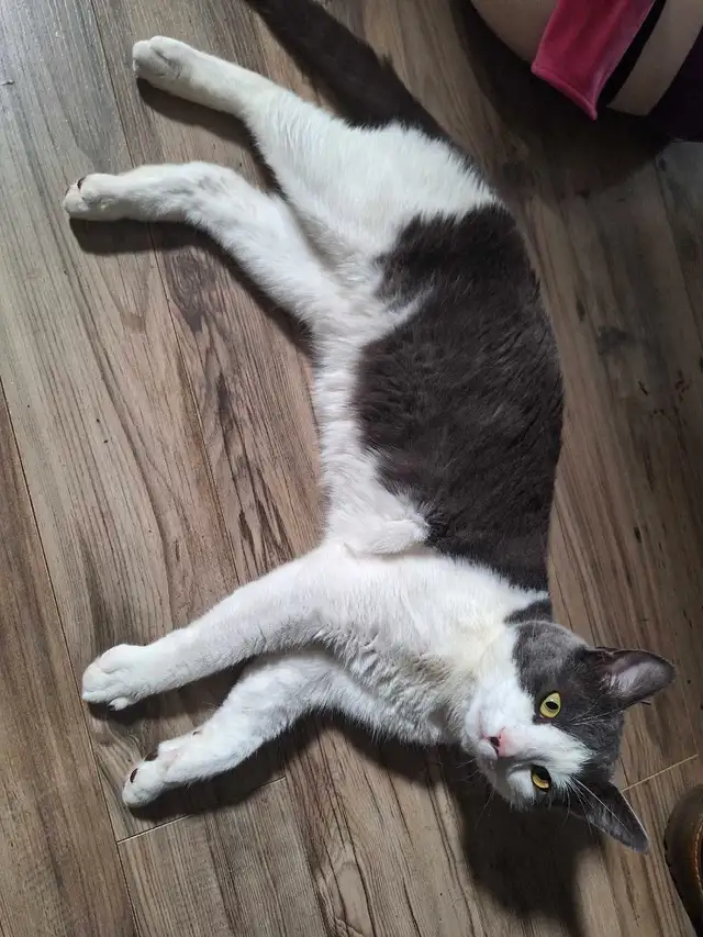 Grio Cat in Cats & Kittens for Rehoming in Moncton - Image 5