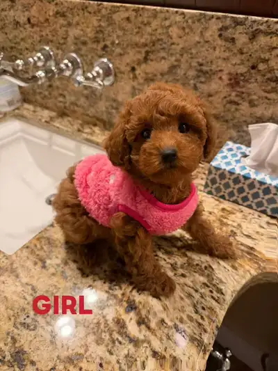 Adorable Toy Poodle Puppies (one boy and one girl), View more