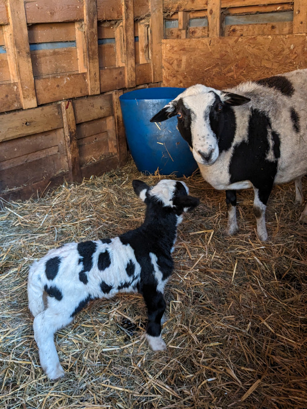 Hair sheep Ram lamb in Livestock in Abbotsford