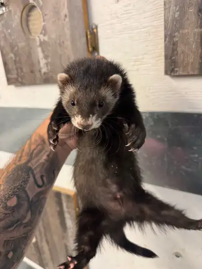 Furets Marshall Males / Male Marshall Ferrets, View more