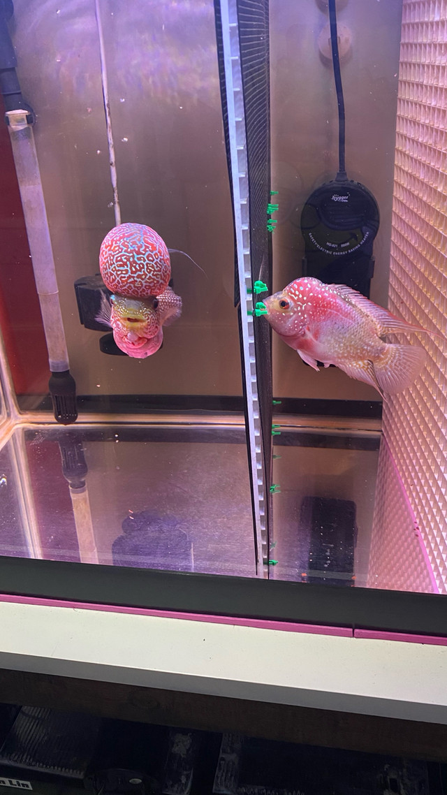 Flowerhorn Golden Base female egg layer.  in Fish for Rehoming in Delta/Surrey/Langley - Image 3