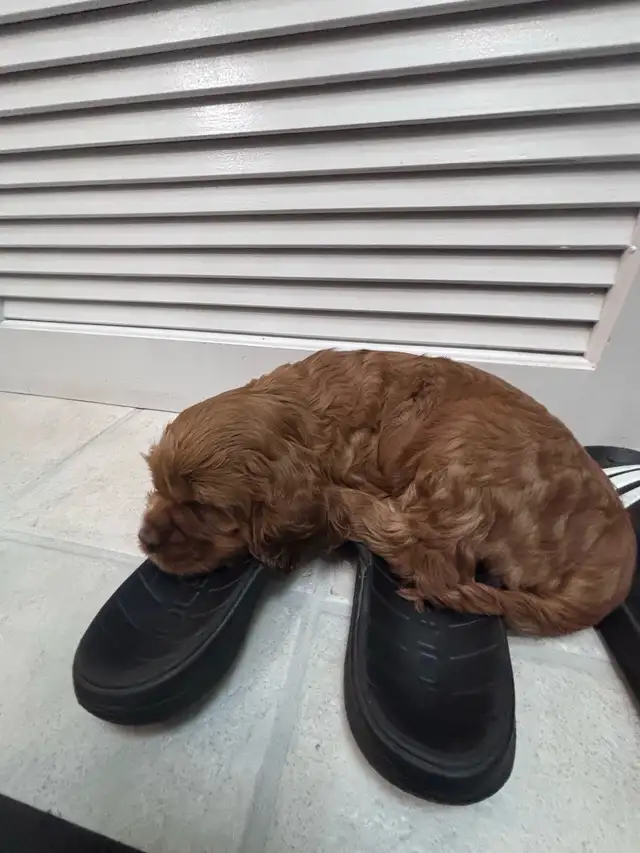 Cockapoo puppy | Dogs & Puppies for Rehoming | Delta/Surrey/Langley ...