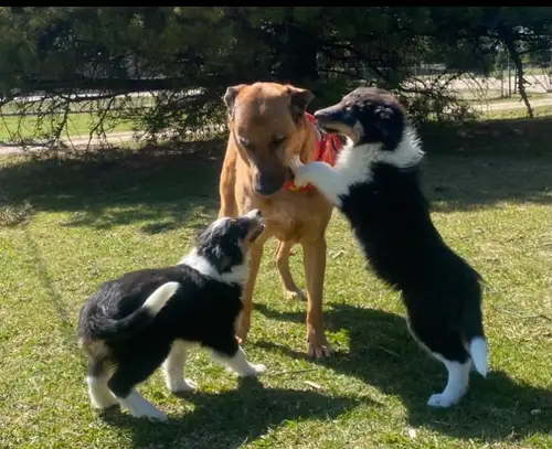 14 week old Tricolor Cuties seeking a home. Parents are a Rough Collie and an Aussie, but they are 1...