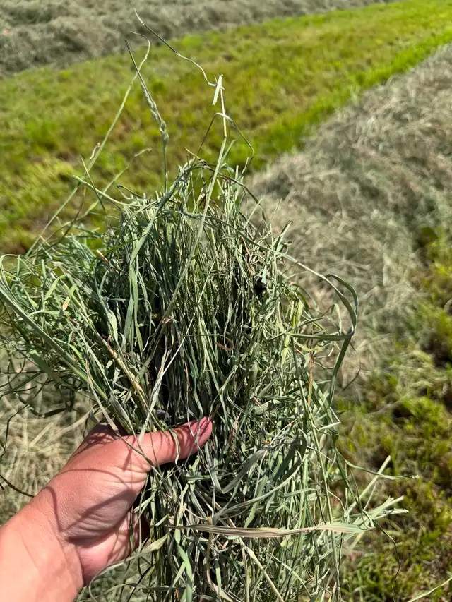Grass Hay Small Squares in Other in Sarnia - Image 3