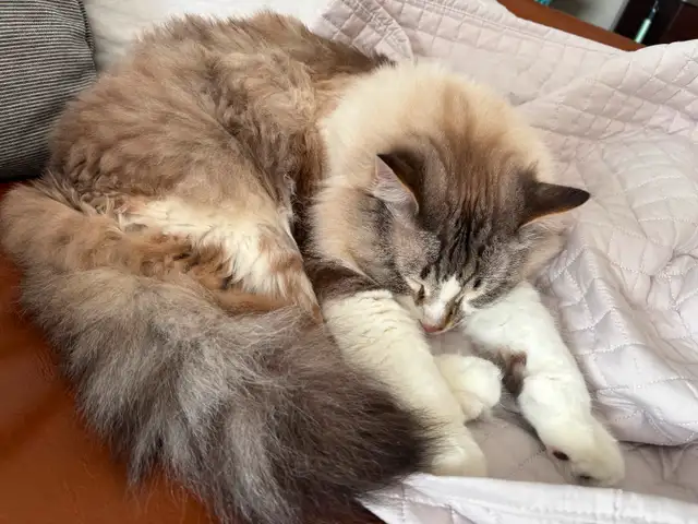 Cat for rehoming