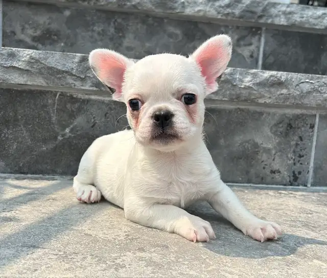 French Bulldog Female in Dogs & Puppies for Rehoming in Oakville / Halton Region - Image 4