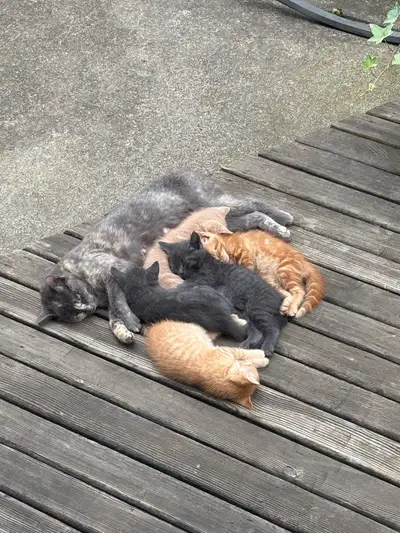 Kittens Ready for Forever home, View more