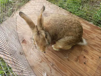 bunnys for sale, View more