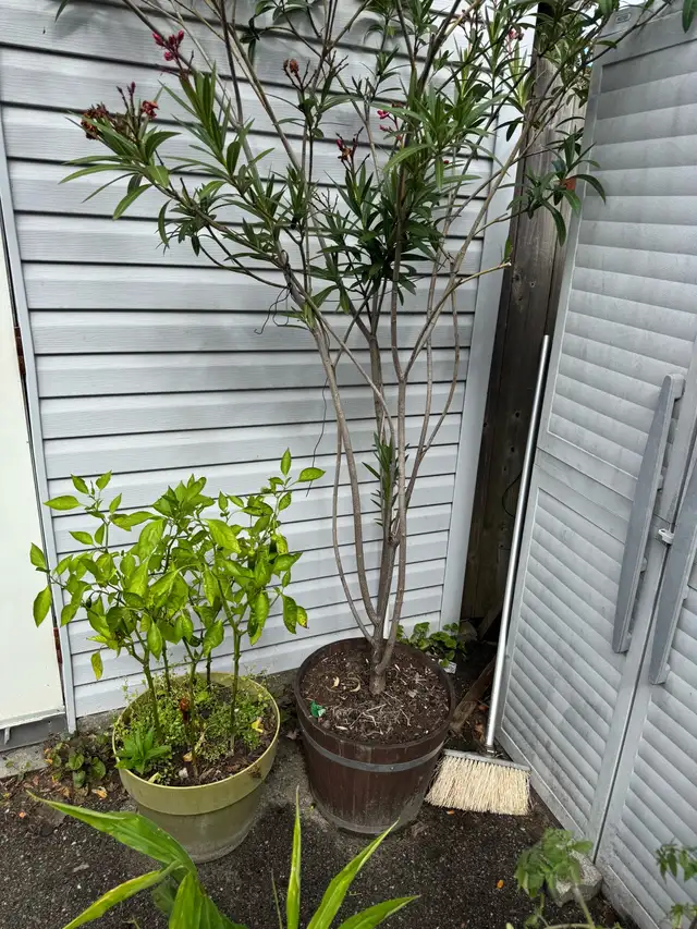 Oleander Tree583744873772492801