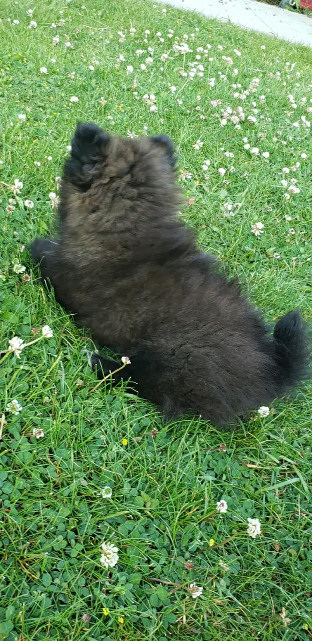 pomeranian male puppy  in Dogs & Puppies for Rehoming in Winnipeg - Image 10