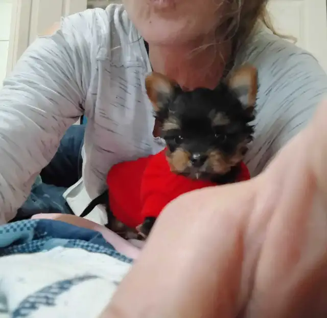 Yorkshire Terrier miniatures in Dogs & Puppies for Rehoming in Gatineau - Image 9