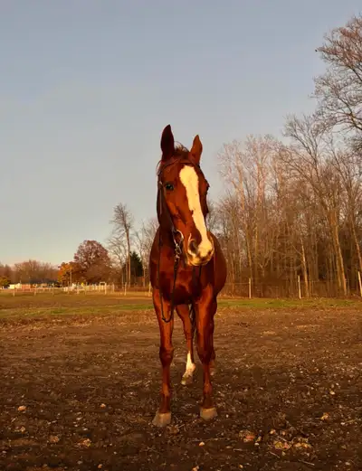 Horse for sale, View more
