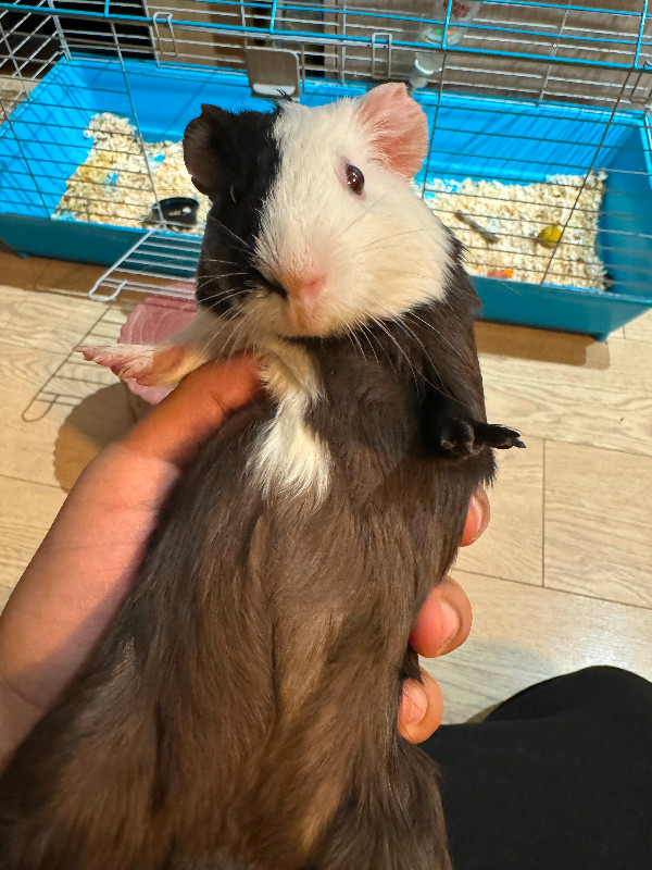 Female Guinea pig 5 months old in Small Animals for Rehoming in Delta/Surrey/Langley