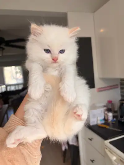 Flame point and white ragoll kittens, View more