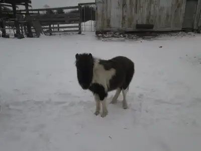 Miniature Pony Horse for Sale, View more