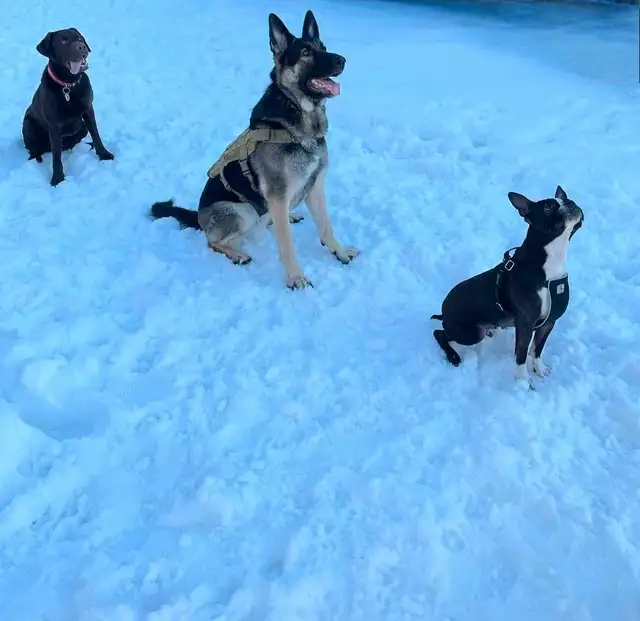 Dog training in Animal & Pet Services in Ottawa - Image 3