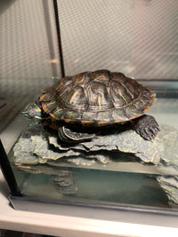 turtle ( red ear slider )