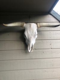 Arizona Cattle skull