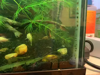shrimp for fish tank , View more