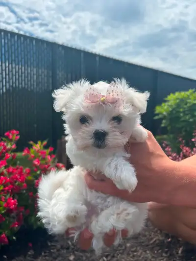 Maltese Puppies** One girl left**, View more