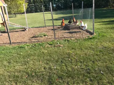 Chickens for sale, View more