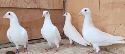 White young  Pigeons, View more