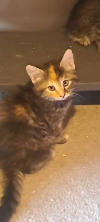 kittens for sale , View more