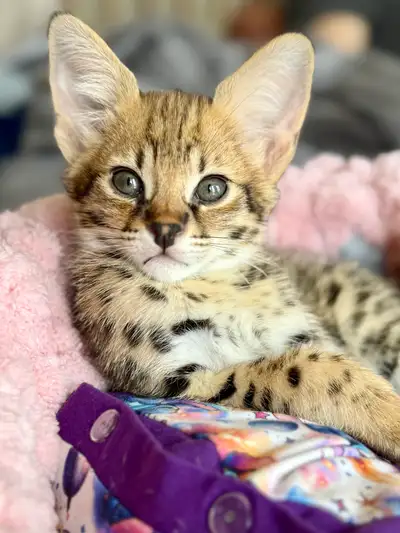 F1 Savannah kittens registered TICA, View more