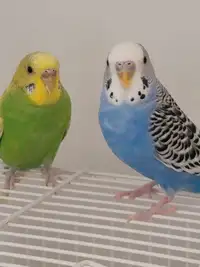 Budgies for sale with cage 