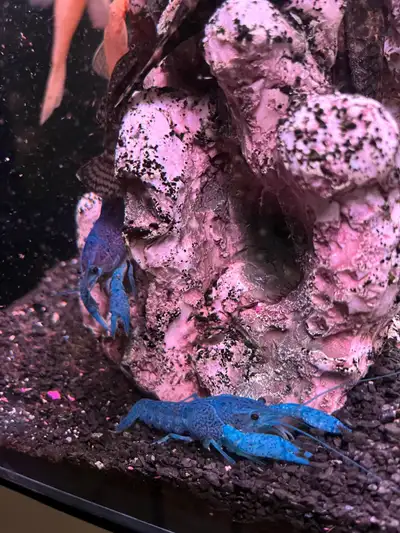 Electric Blue Crayfish, View more