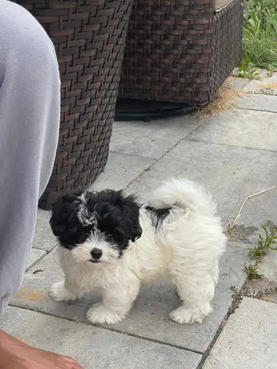 2 Malshi Puppies, View more
