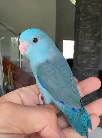 handtame and handfed parrotlets , View more