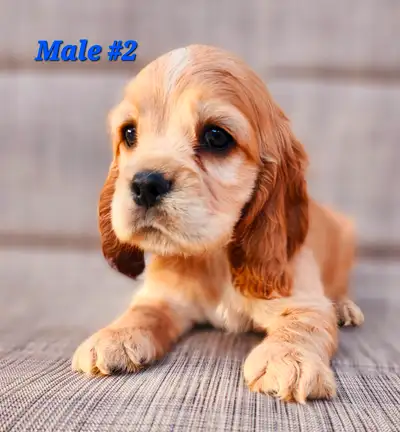 American Cocker Spaniel puppies born May 15, 2024, AVAILABLE and READY TO GO. Puppies examined and c...