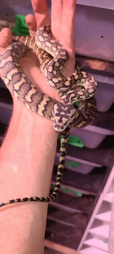 Carpet Python , View more