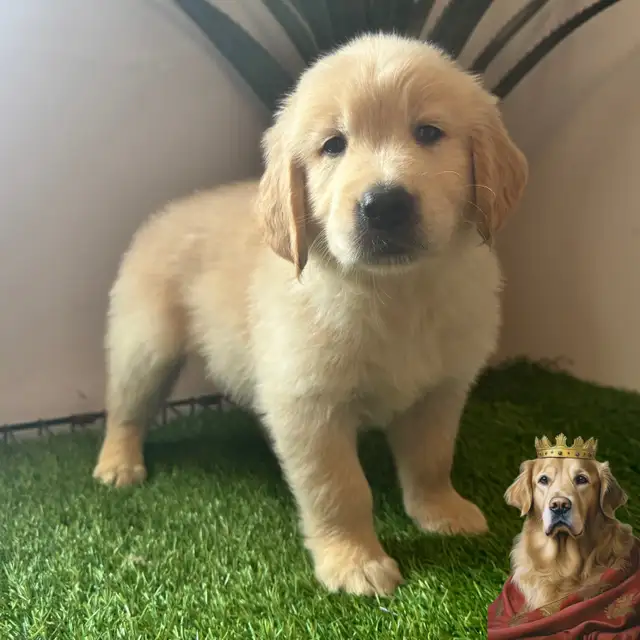 7 Chiots Golden retrievers couleur extraordinaire PURE RACE in Dogs & Puppies for Rehoming in Laval / North Shore - Image 7