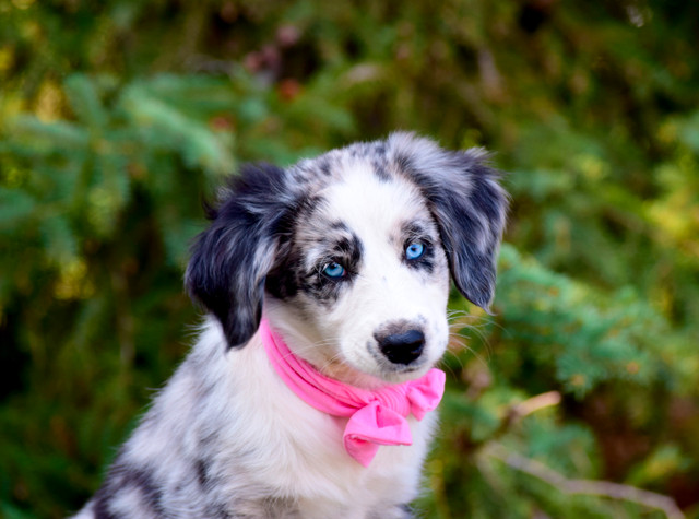 Miniature Golden Aussie Pups! in Dogs & Puppies for Rehoming in Edmonton - Image 4