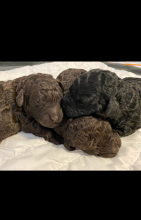Purebred Standard and Miniature Poodle Puppies ❤️
