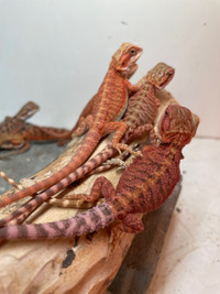 Baby Bearded Dragons Available