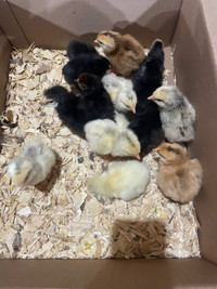 mixed chicks (Easter egger) APRIL 13th