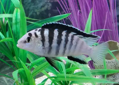 Cichlidés Africains Labidochromis Nkali, View more