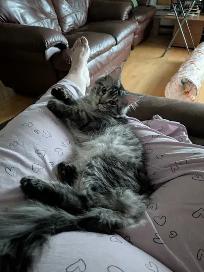 Chattone Maincoon, View more